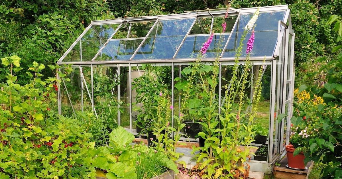 What is Better: Glass or Polycarbonate Greenhouse?  