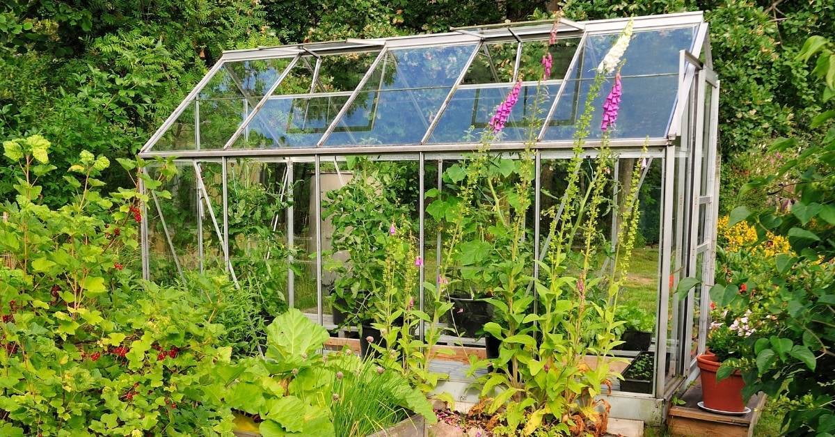 Greenhouse Glass